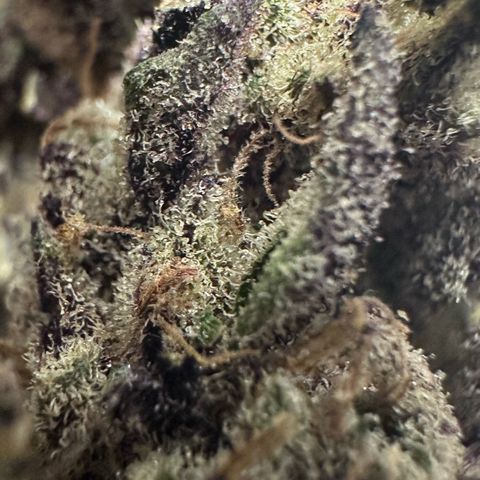 CxLAZ #03 45.52g growlog timeline photo