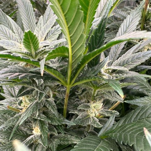 Fuel D.OG #2 Female 49.44g M growlog timeline photo