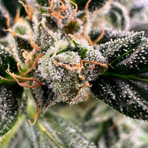 Auto Think Different  #3 growlog timeline photo