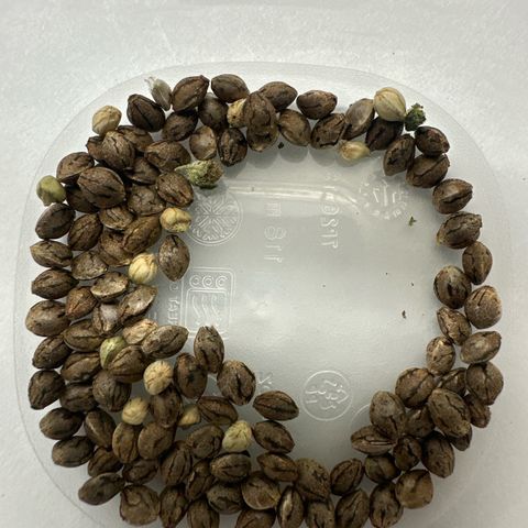 CxLAZ #15 52g growlog photo: Seeds harvested