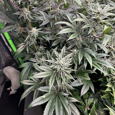 MiscxLAZ #26 C #1 47.15g growlog timeline photo