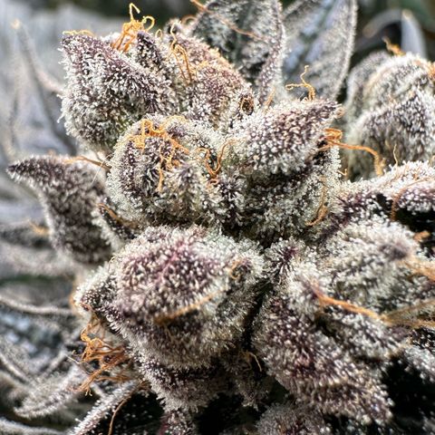 Misc x (LA Kush x Zkittles) #10 growlog timeline photo
