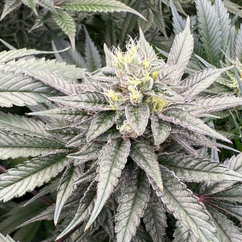 CxLAZ #03 C #1 58.58g growlog timeline photo
