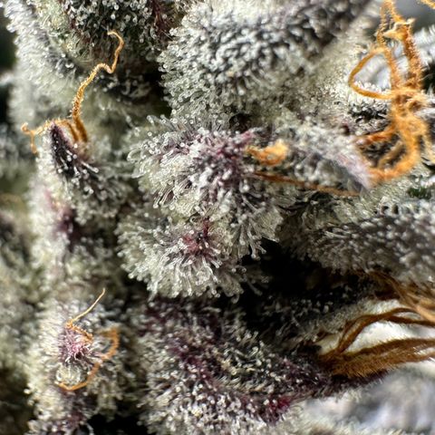 CxLAZ #03 45.52g growlog timeline photo