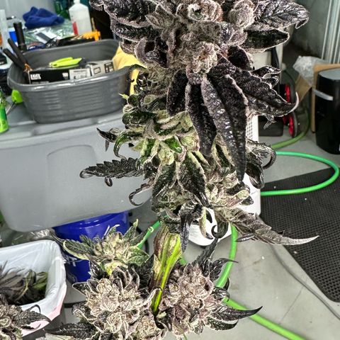 Misc x (LA Kush x Zkittles) #27 33.12g growlog photo: Harvest day