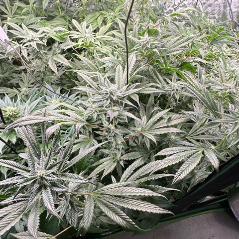 MiscxLAZ #29 C growlog timeline photo