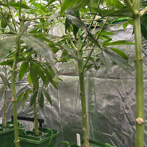 Fuel D.OG #2 Female 49.44g M growlog timeline photo