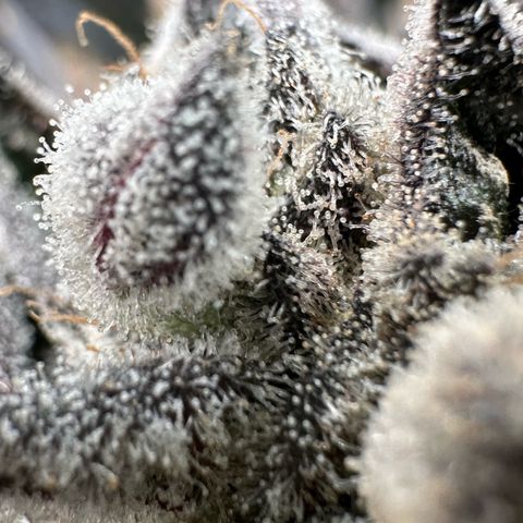 Misc x (LA Kush x Zkittles) #29 25.69g growlog timeline photo