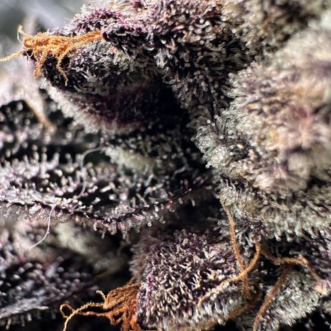 Misc x (LA Kush x Zkittles) #22 34.14g growlog timeline photo