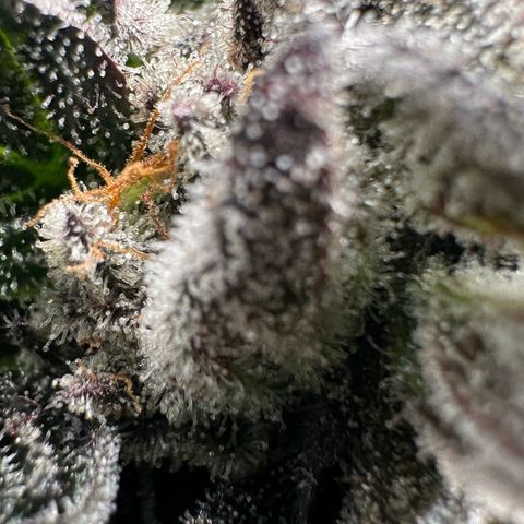 Misc x (LA Kush x Zkittles) #35 28.55g growlog timeline photo