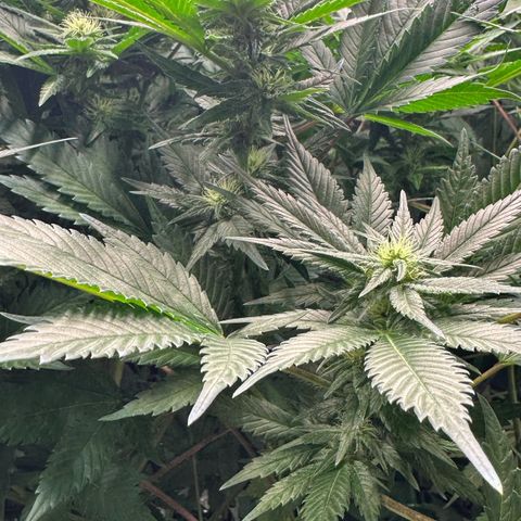 Fuel D.OG #1 Female 47.36g growlog timeline photo