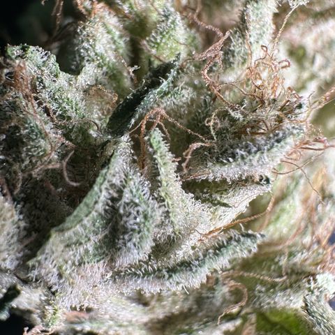 CxLAZ #20 13.7g growlog timeline photo