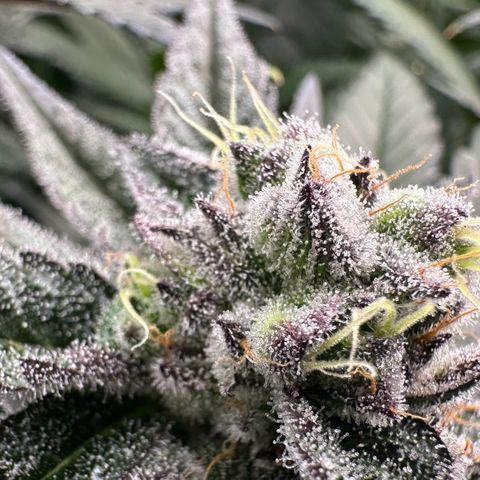 MiscxLAZ #22 C 42.33g growlog timeline photo