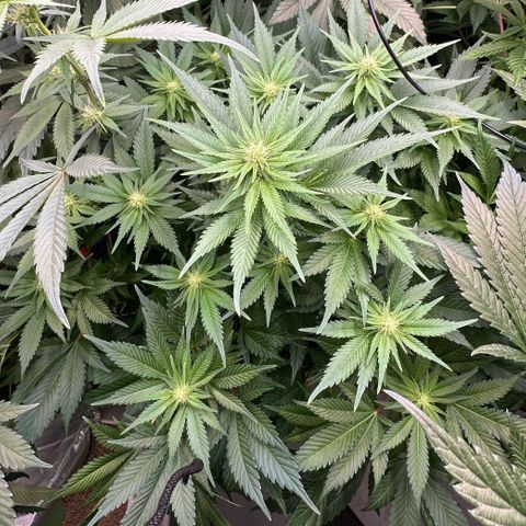 Fuel D.OG #1 Female 47.36g growlog timeline photo
