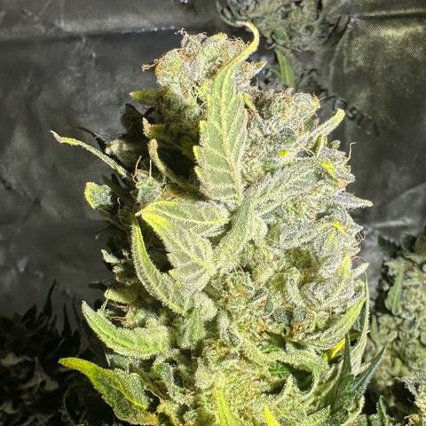 CxLAZ #15 52g growlog timeline photo