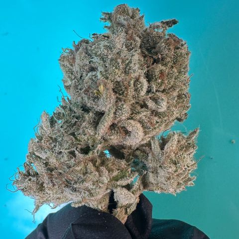 CxLAZ #15 52g growlog photo: Seeded bud