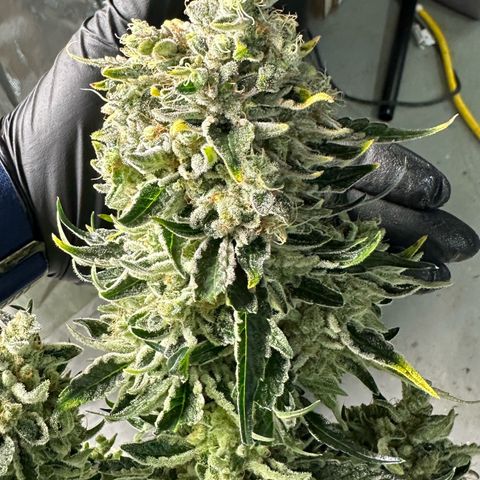 CxLAZ #15 52g growlog photo: Harvest day