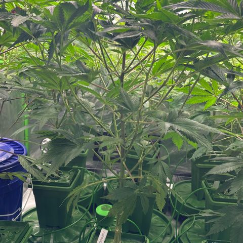 Fuel D.OG #1 Female 47.36g growlog timeline photo