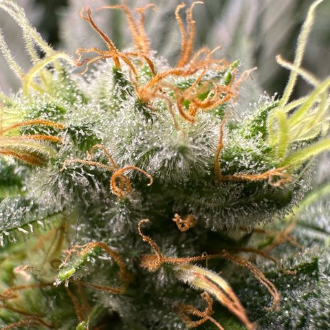 Fuel D.OG #1 Female 47.36g growlog timeline photo
