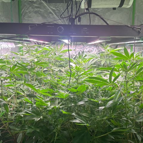 Fuel D.OG #1 Female 47.36g growlog timeline photo