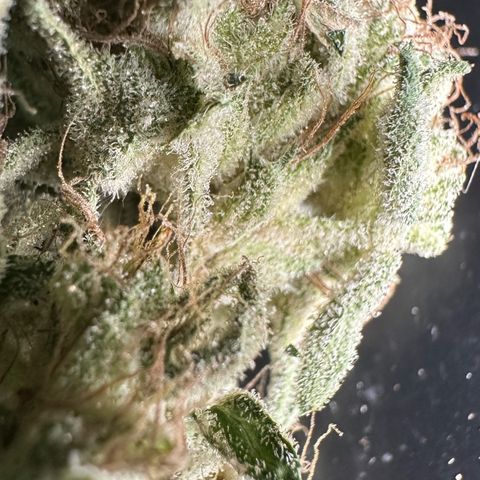 CxLAZ #20 13.7g growlog timeline photo