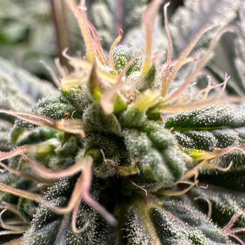 Fuel D.OG #2 Female 49.44g M growlog timeline photo