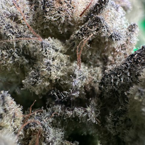 Misc x (LA Kush x Zkittles) #29 25.69g growlog timeline photo