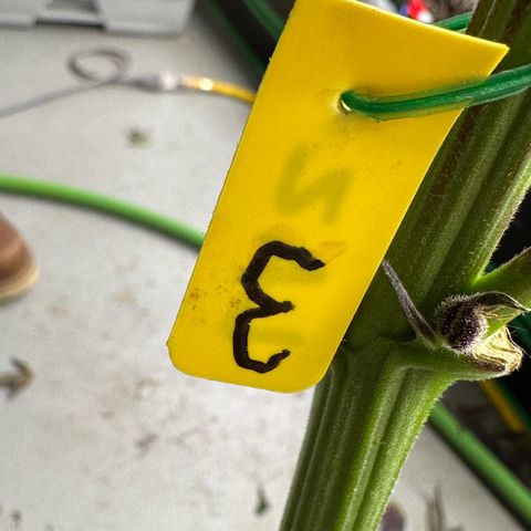 CxLAZ #03 45.52g growlog photo: Harvest day