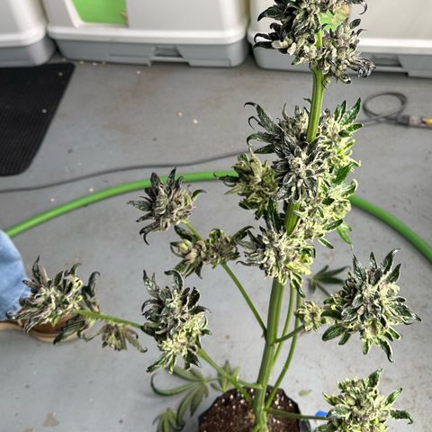 Misc x (LA Kush x Zkittles) #33 19.08g growlog photo: Harvest day