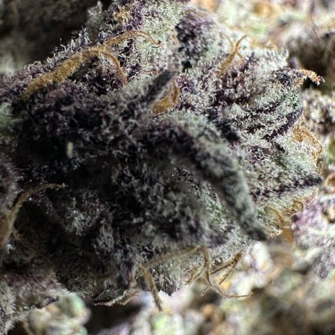 Misc x (LA Kush x Zkittles) #37 42.26g growlog photo: Nanners all over that I missed. Plant was on right side of tent where light was malfunctioning.