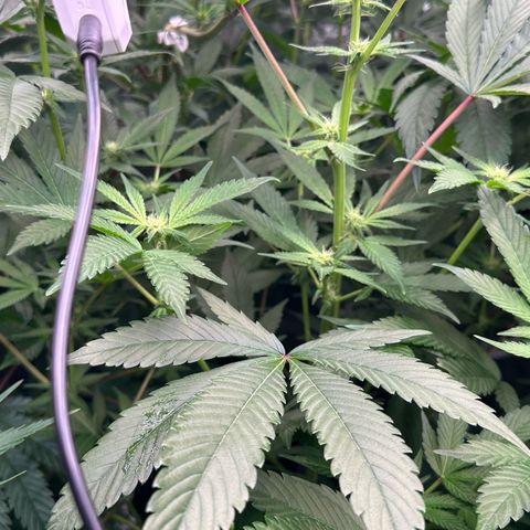 CxLAZ #20 C1 25g growlog timeline photo