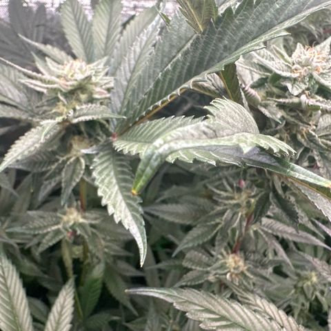 MiscxLAZ #27 C 39g growlog photo: Leaf tips curling up and down 