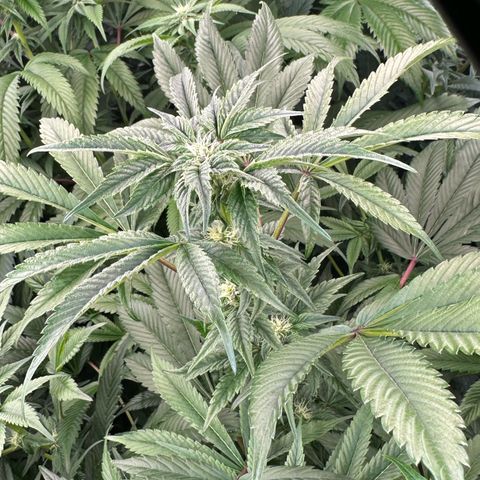 MiscxLAZ #37 C growlog timeline photo