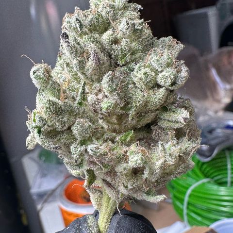 CxLAZ #24 37.13g growlog photo: Seeded bud