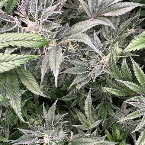 MiscxLAZ #37 C growlog timeline photo