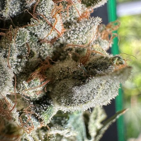 Misc x (LA Kush x Zkittles) #08 growlog photo: Moved to plastic bag