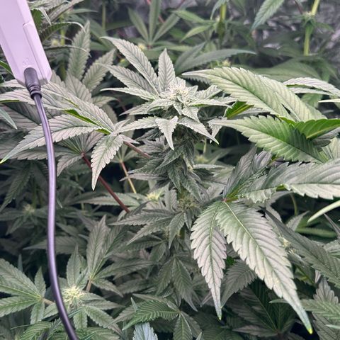 CxLAZ #20 C1 25g growlog timeline photo