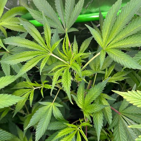 CxLAZ #31 C growlog timeline photo