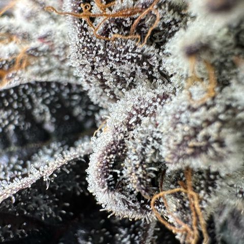 Misc x (LA Kush x Zkittles) #10 growlog timeline photo