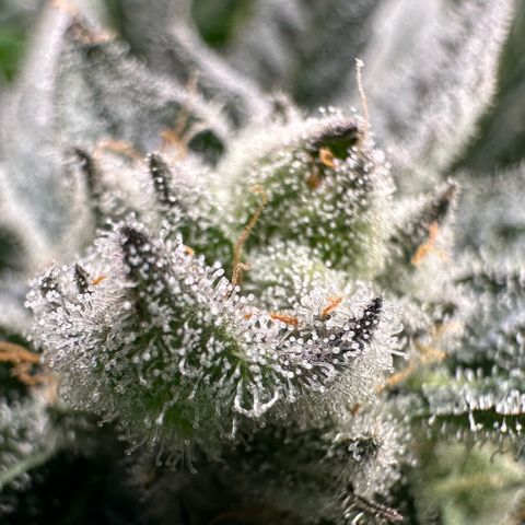 MiscxLAZ #29 C growlog timeline photo