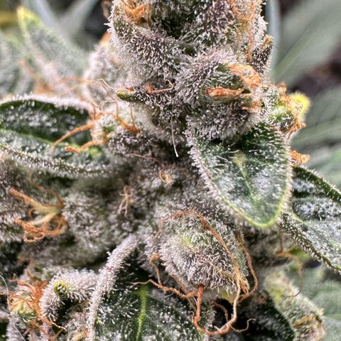 CxLAZ #06 growlog timeline photo