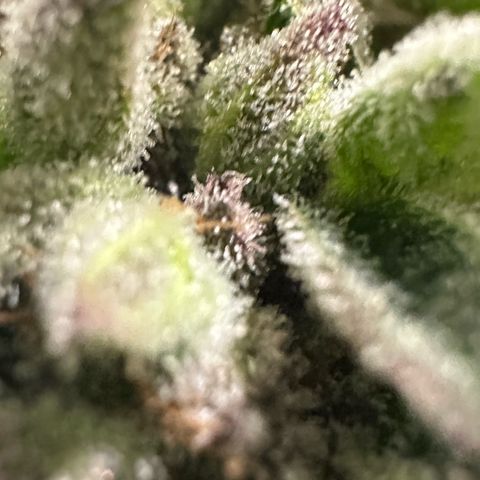 Misc x (LA Kush x Zkittles) #35 28.55g growlog timeline photo