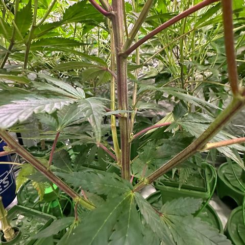 MiscxLAZ #29 C growlog timeline photo