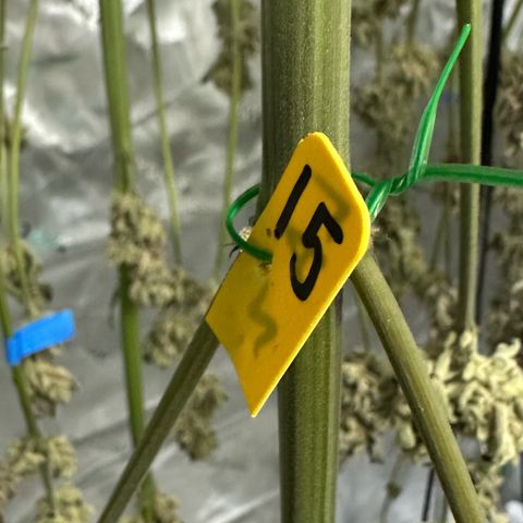 CxLAZ #15 52g growlog timeline photo