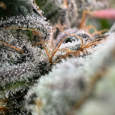 CxLAZ #14 53.59g growlog timeline photo
