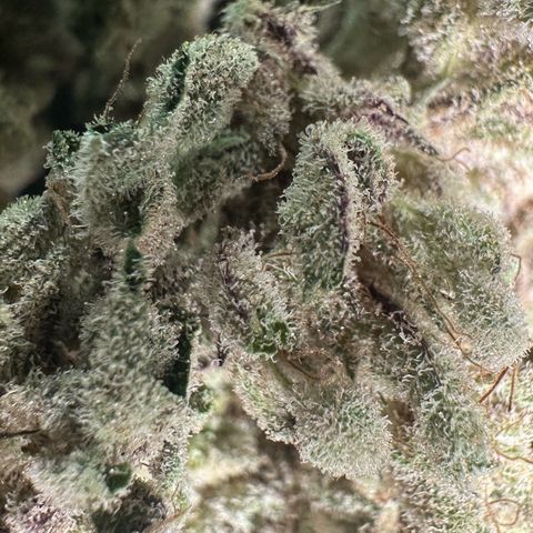 Misc x (LA Kush x Zkittles) #28 13.53g growlog timeline photo