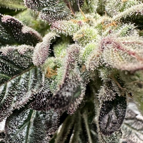 Misc x (LA Kush x Zkittles) #33 19.08g growlog timeline photo