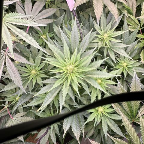 Fuel D.OG #1 Female 47.36g growlog timeline photo