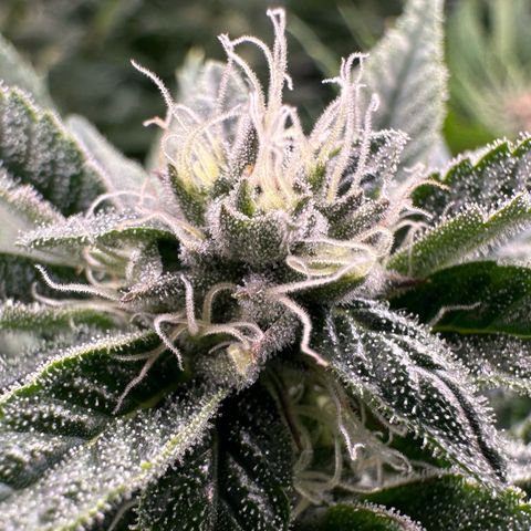 MiscxLAZ #26 C #1 47.15g growlog timeline photo