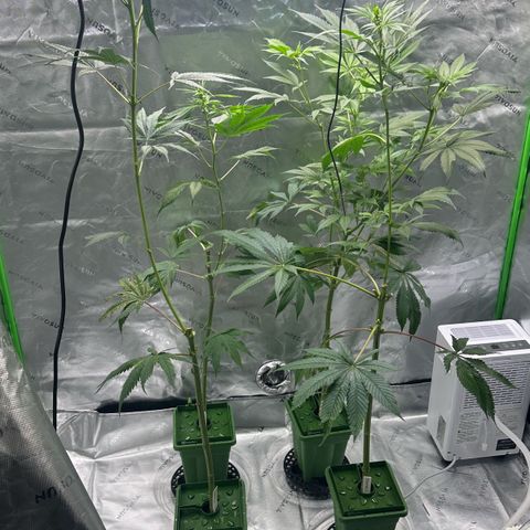 Shaman growlog timeline photo